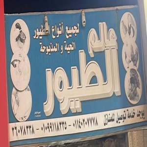 عالم الطيور